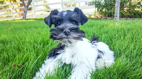 Toy Schnauzer Breeders In Florida | Wow Blog