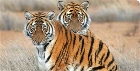 South China Tiger - Endangered Chinese Animals