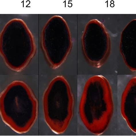 (PDF) Rice with Multilayer Aleurone: A Larger Sink for Multiple Micronutrients