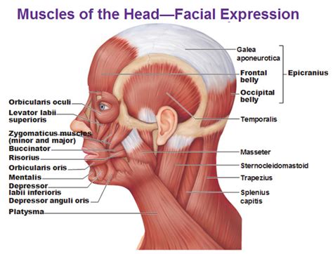 Muscles of the Head - Antranik.org