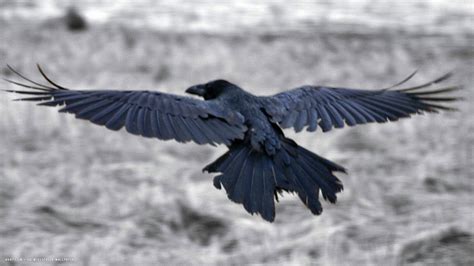 raven north atlantic bird hd widescreen wallpaper / birds backgrounds