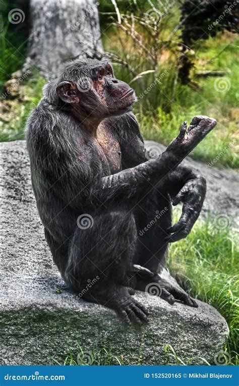 Chimpanzee on the stone 1 stock image. Image of clever - 152520165