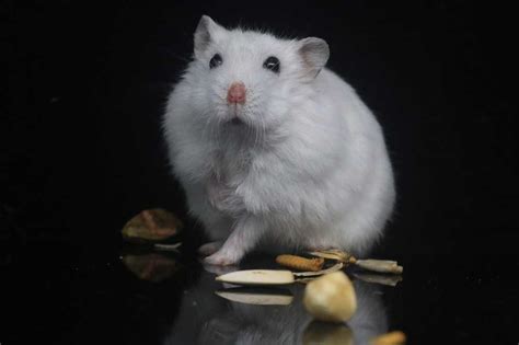 How Long Do Hamsters Live For And What Is Their Average Lifespan ...