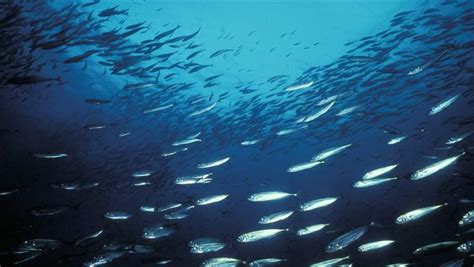 New Rules Proposed for Atlantic Herring Fishing in New England | The ...