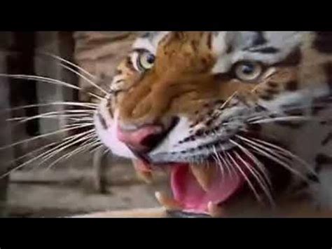 Lion tiger bite force. - YouTube