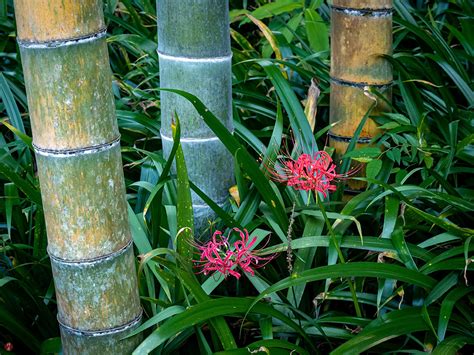 FROM THE GARDEN OF ZEN: Higan-bana (Lycoris radiata) flowers: Eisho-ji