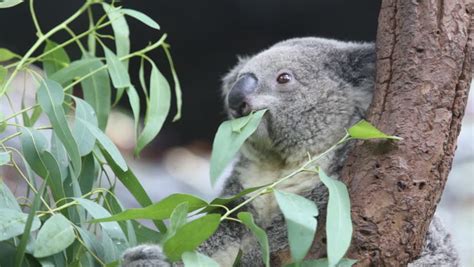 Koala Eating Eucalyptus Leaves Stock Footage Video 4436651 - Shutterstock