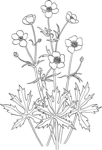 Ranunculus Acris or Tall Buttercup coloring page | SuperColoring.com