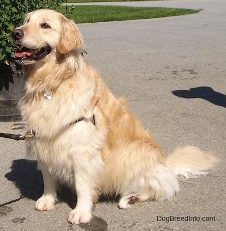 23+ Full Grown Golden Retriever Size - l2sanpiero