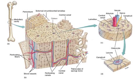 Osseous Tissue Diagram