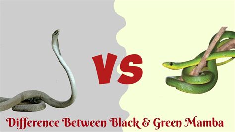 Black Mamba VS Green Mamba...Who is more Venomous? - YouTube