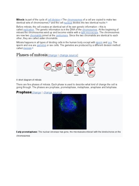 CITOSIS | PDF | Mitosis | Chromosome