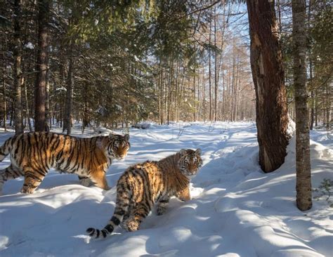 Photographer Captures Rare Siberian Tigers In Its Natural Snowy Environment