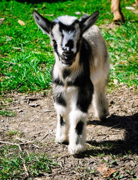 24 Best Global Soaps Goats images | Goats, Taking pictures, Alpine goats