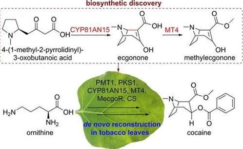 Cocaine synthesized in a tobacco plant