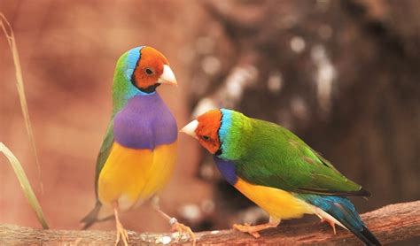 The return of the Gouldians - Australian Geographic