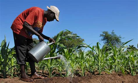 Africa Needs Better Farm Policy—Not Better Farmers – Food Tank