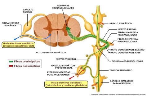 CIENCIAS BIOLOGICAS | Fisiología, Anatomia y fisiologia, Sistema nervioso autonomo