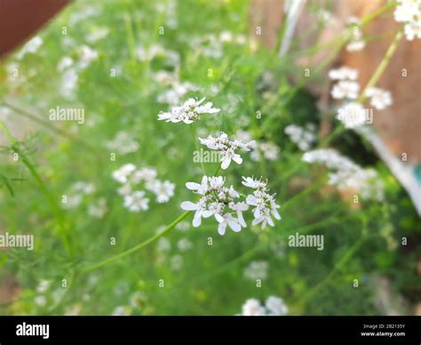 Rural bangladesh hi-res stock photography and images - Alamy