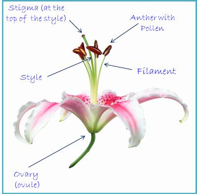 Plant Pollination Process