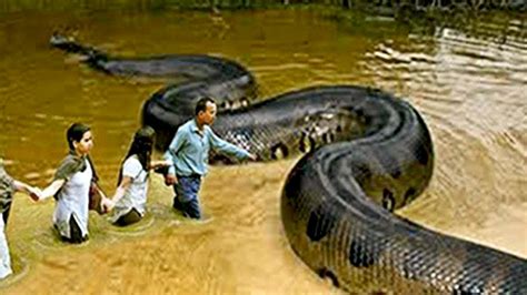 Top 10 Biggest Snakes in the World