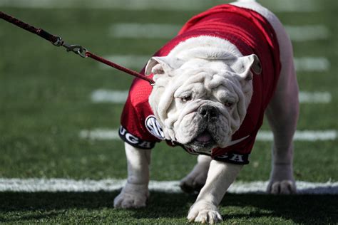 Georgia unveils English bulldog puppy Boom as new Uga mascot | Georgia ...