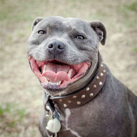 114 Grey Dog Names | Cuteness | Staffordshire bull terrier, Grey dog ...