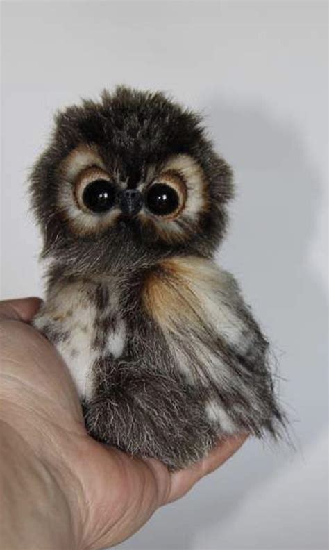 I never knew baby owls are so cute : r/aww