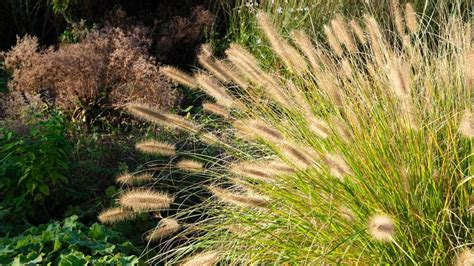 Perennial Grasses