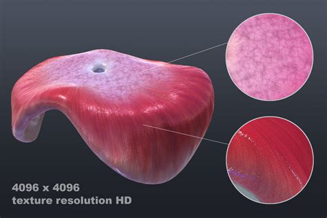 Diaphragm Animation