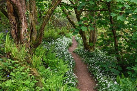 GLORIOUS WOODLANDS - Garden Design Sussex