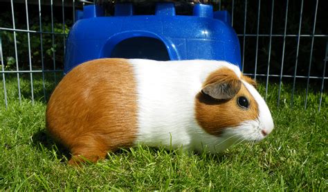 HOW CAN I KEEP MY GUINEA PIGS SAFE FROM PREDATORS? – Celia Haddon