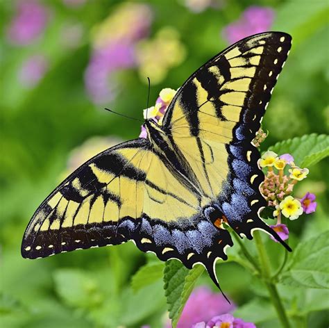 Eastern Tiger Swallowtail (female).jpg | BirdForum