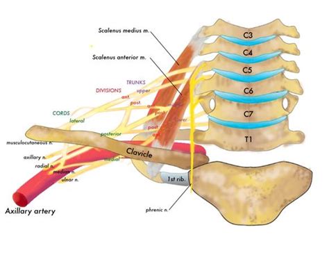 Scalene - Anatomy - Orthobullets