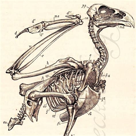 Skeleton of an Eagle 1870s Engraving