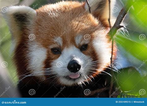 Red Panda Portrait Taken at the Atlanta Zoo Stock Image - Image of portrait, cute: 255109515