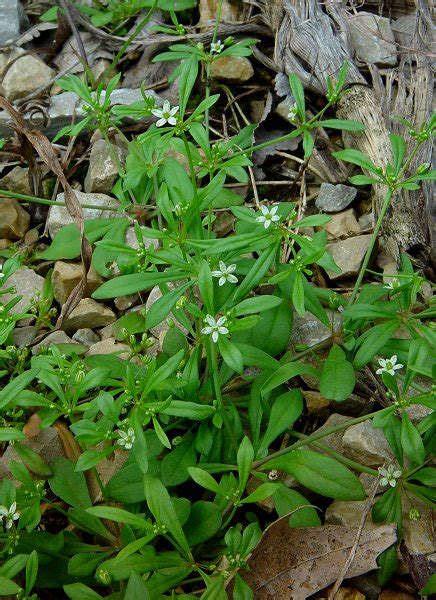 Carpetweed - Eat The Weeds and other things, too