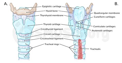 Pharynx Larynx Trachea Anatomy