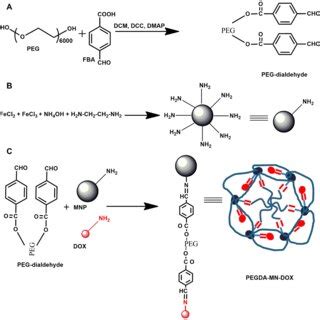 Scheme 1 Plausible route of synthesis of PEG-dialdehyde (A), aminated... | Download Scientific ...