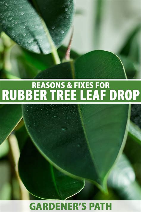 Why Are My Rubber Tree Leaves Turning Yellow And Falling Off - Infoupdate.org