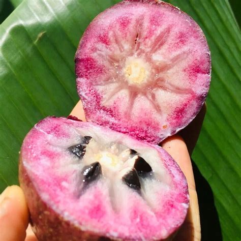 Star Apple Plant Purple Chrysophyllum Cainito Fruit Tree Tropical Tall ...