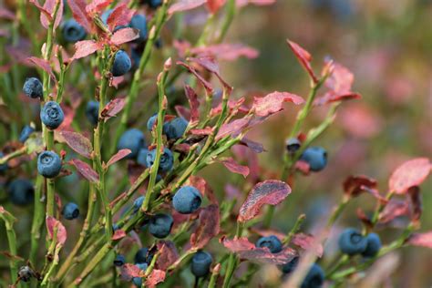 Blueberry Bush Close-up | Free Stock Photo | LibreShot