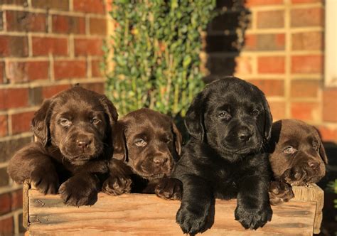 What Is An English Chocolate Labrador Retriever: A Comprehensive Guide