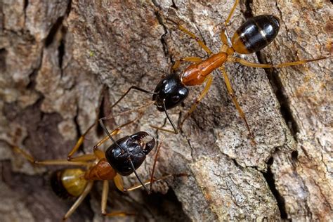 Banded Sugar Ants | Flickr - Photo Sharing!