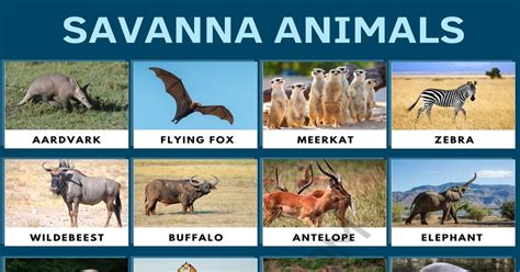 African Animals Names A Z