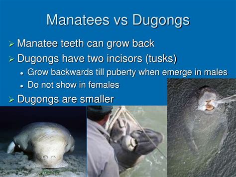 PPT - Manatees & Dugongs PowerPoint Presentation - ID:4522930