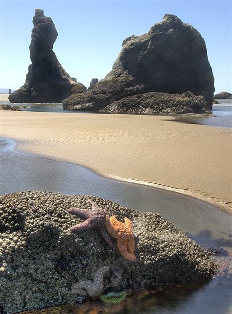 Bandon Beach Oregon | Bandon beach, Oregon beaches, Oregon road trip