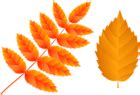 Two Orange Fall Leaves PNG Clip Art Image | Gallery Yopriceville - High ...