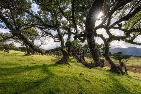 Fanal Forest Madeira Photography Guide