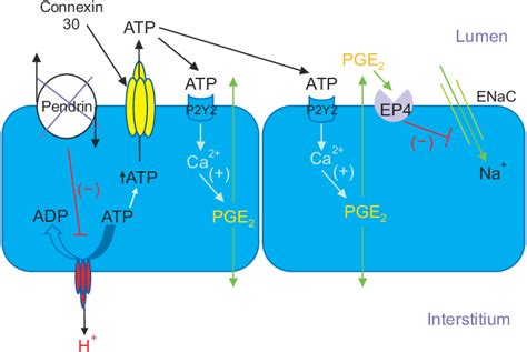 Pendrin gene ablation modulates luminal ATP concentration, which... | Download Scientific Diagram